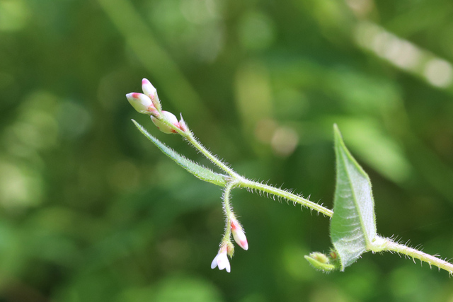 Persicaria arifolia