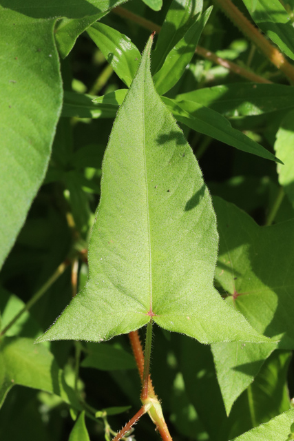 Persicaria arifolia - leaves
