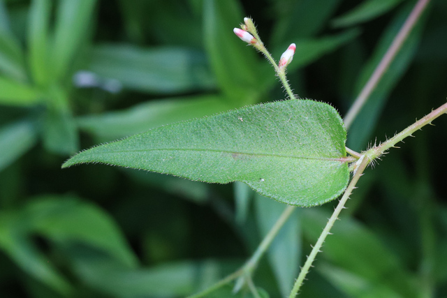 Persicaria arifolia - upper leaves