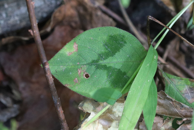 Persicaria filiformis - leaves