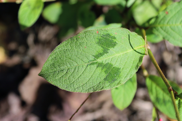 Persicaria filiformis - leaves