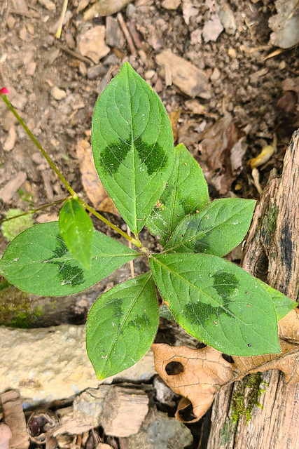 Persicaria filiformis - leaves