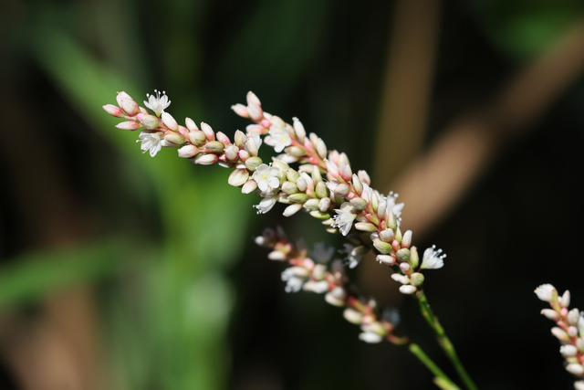 Persicaria glabra