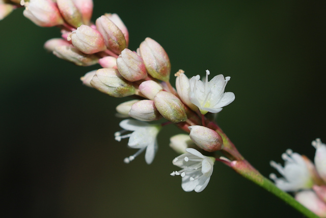Persicaria glabra