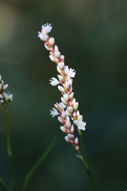 Persicaria glabra