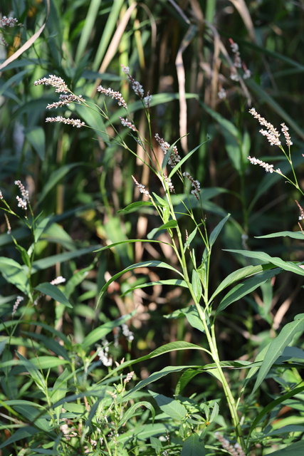 Persicaria glabra - plant