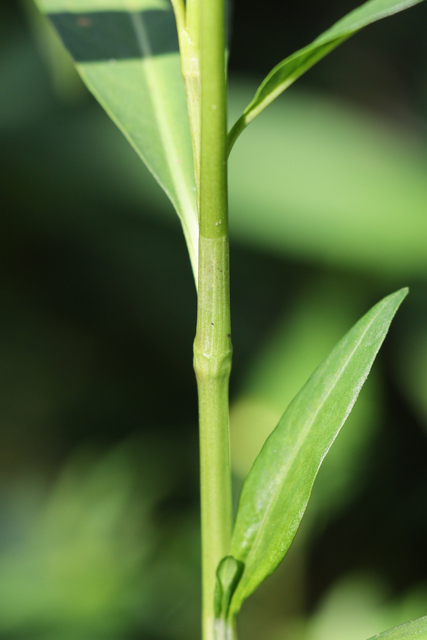 Persicaria glabra - stem