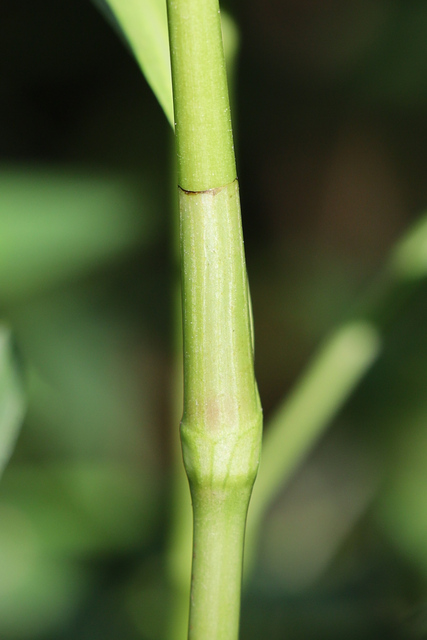 Persicaria glabra - stem