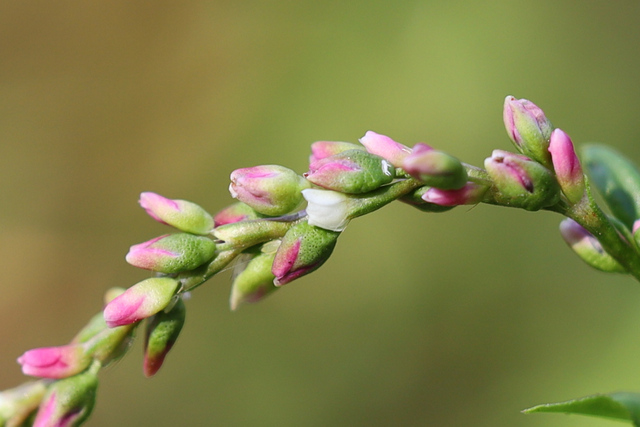 Persicaria hydropiper