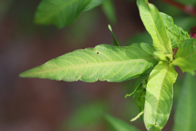 Persicaria hydropiper - leaves