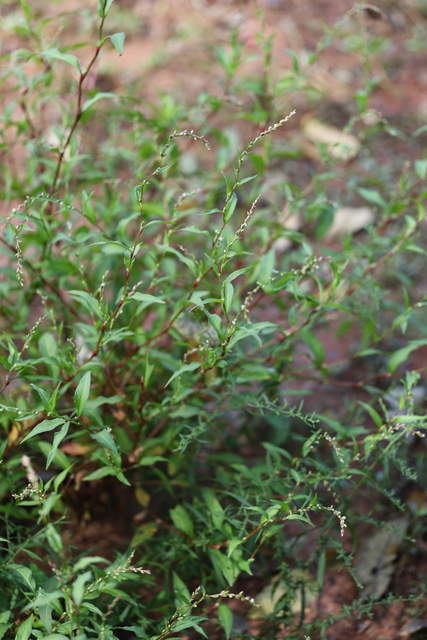 Persicaria hydropiper - plants