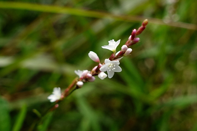 Persicaria hydropiperoides