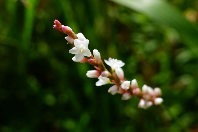 Persicaria hydropiperoides