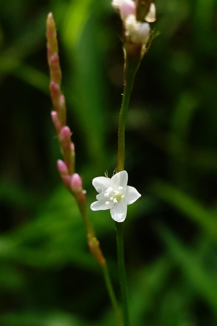 Persicaria hydropiperoides