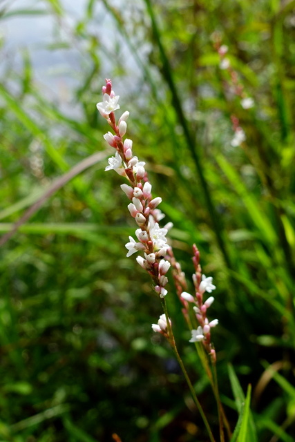 Persicaria hydropiperoides