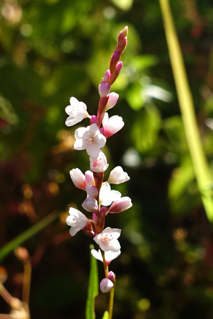 Persicaria hydropiperoides