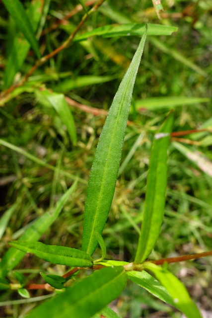 Persicaria hydropiperoides - leaves