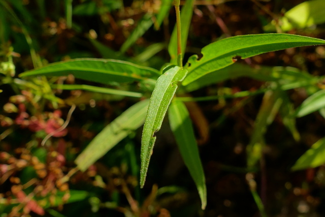 Persicaria hydropiperoides - leaves