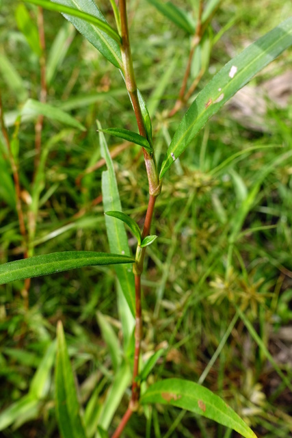 Persicaria hydropiperoides - stem