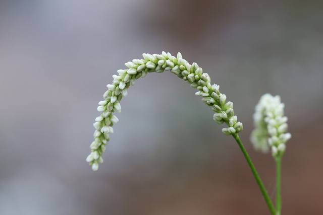 Persicaria lapathifolia