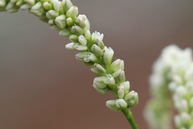 Persicaria lapathifolia