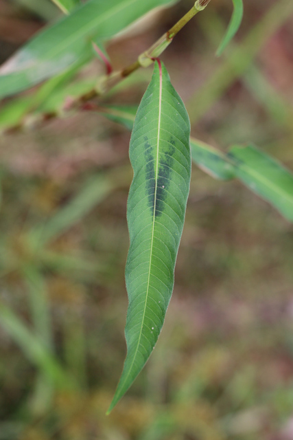 Persicaria lapathifolia - leaves