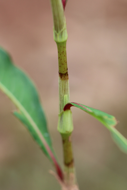 Persicaria lapathifolia - stem