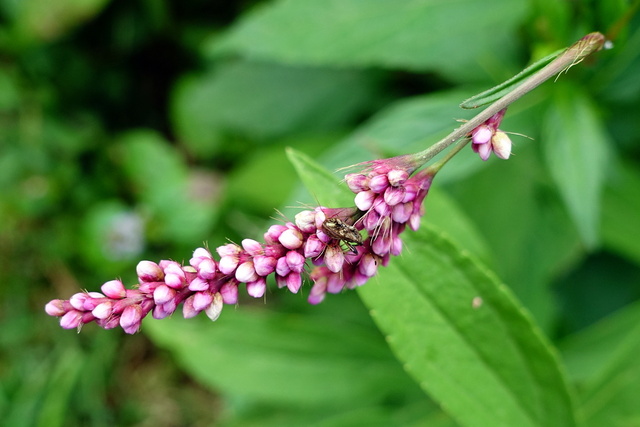 Persicaria longiseta