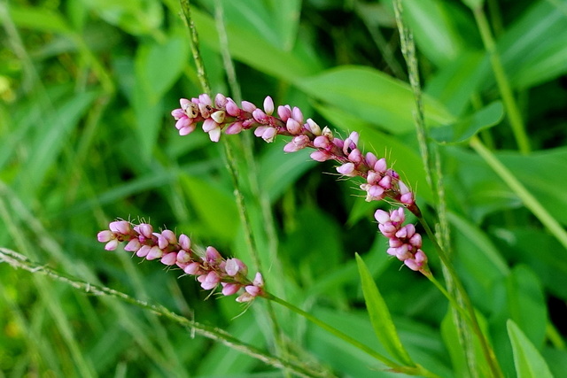 Persicaria longiseta