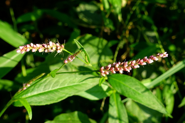 Persicaria longiseta