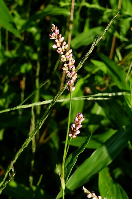 Persicaria longiseta