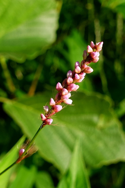 Persicaria longiseta