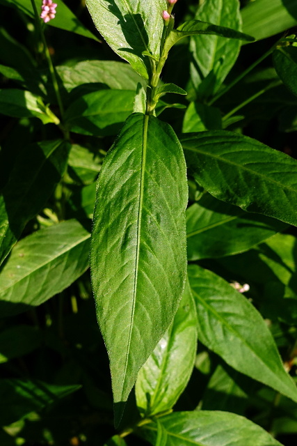 Persicaria longiseta - leaves