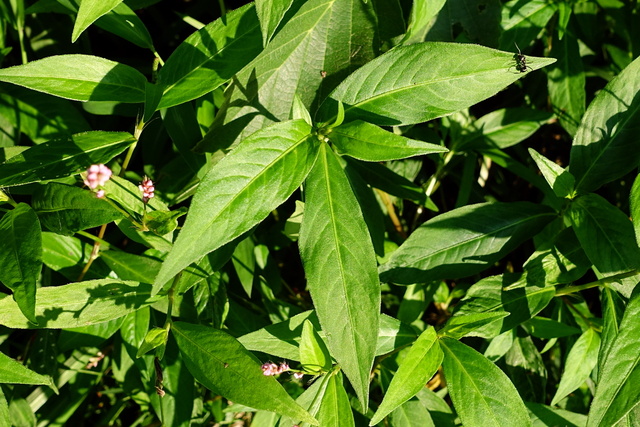 Persicaria longiseta - leaves