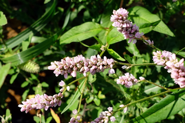 Persicaria pensylvanica