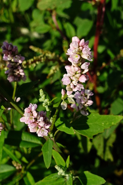 Persicaria pensylvanica