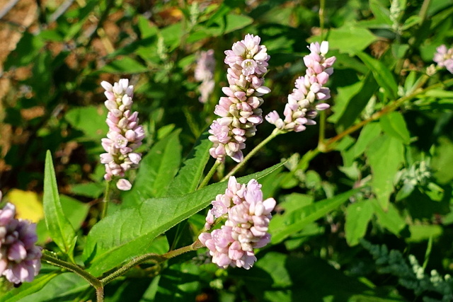 Persicaria pensylvanica