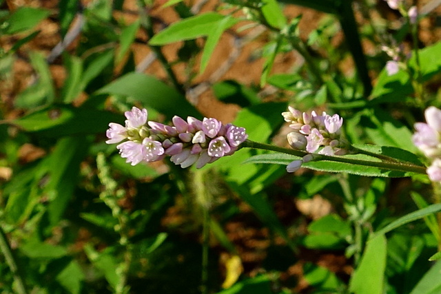 Persicaria pensylvanica