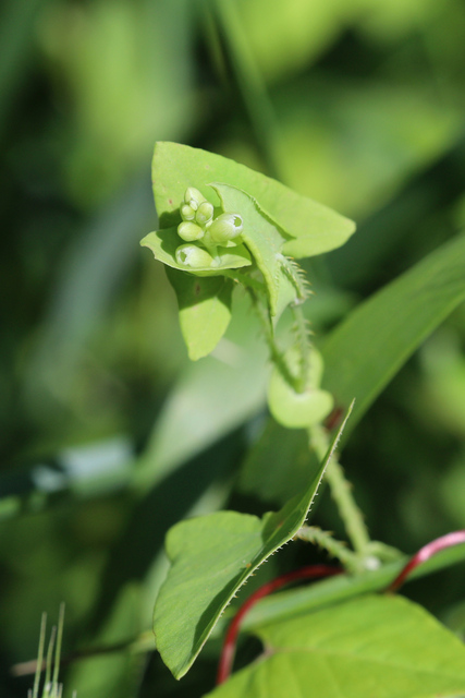 Persicaria perfoliata