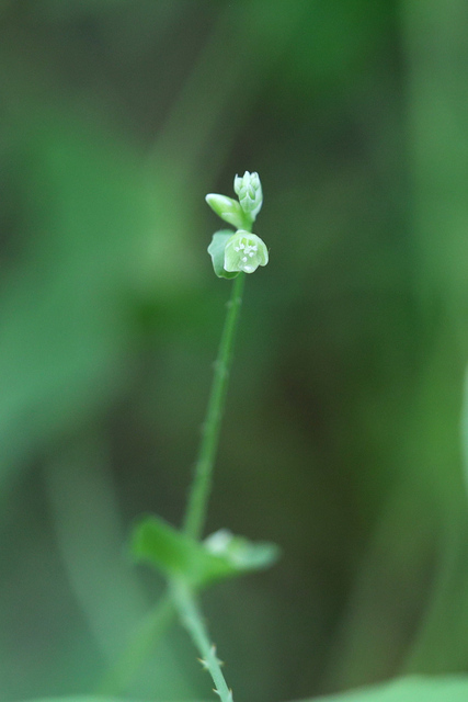 Persicaria perfoliata