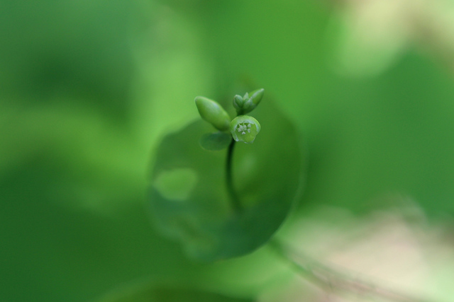 Persicaria perfoliata