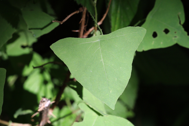 Persicaria perfoliata - leaves