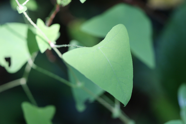 Persicaria perfoliata - leaves