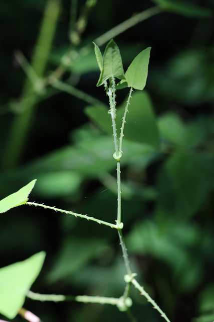 Persicaria perfoliata - plant