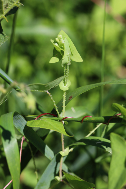 Persicaria perfoliata - plant