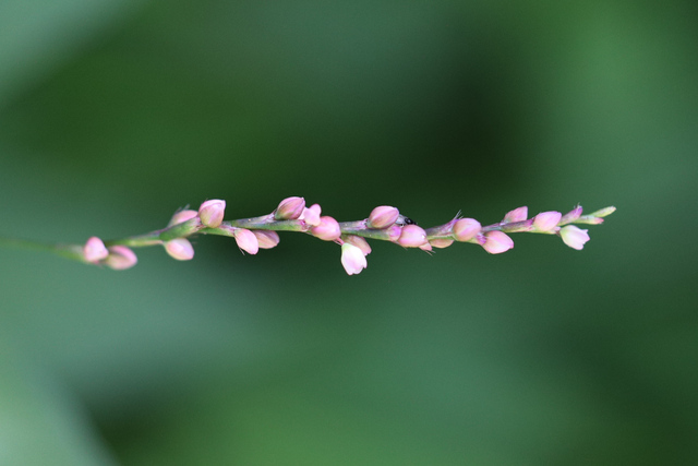 Persicaria posumbu