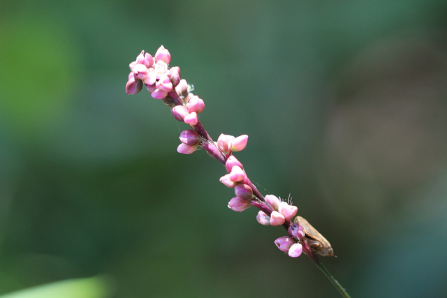 Persicaria posumbu