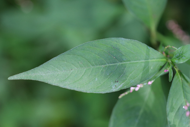 Persicaria posumbu - leaves