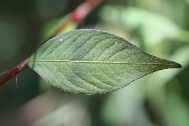 Persicaria posumbu - leaves