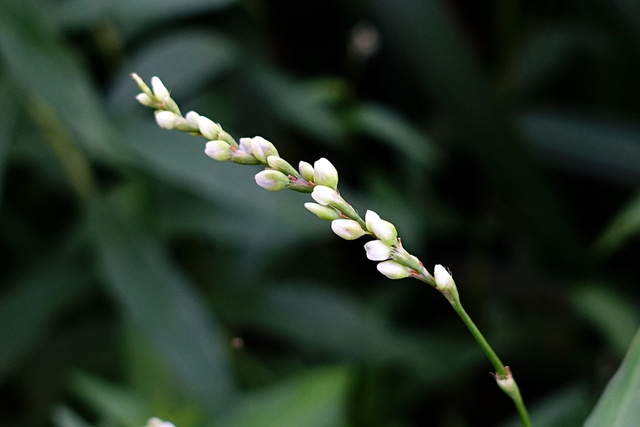 Persicaria punctata